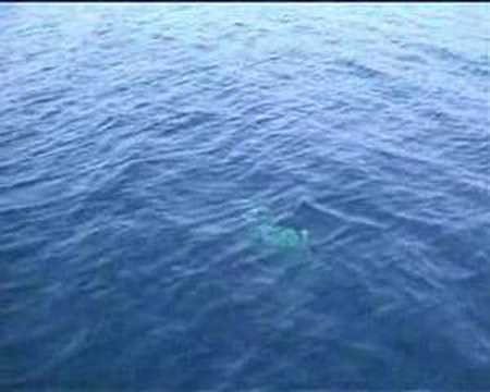 Dolphins in the Sporades