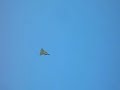 Jet RC Viggen JA37 Skvadern Maiden