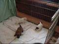 Bichón Habanero video