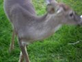 Deer Visit 1