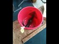 墨魚係咁叫