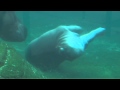 Baby Hippo Ballet