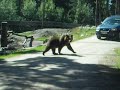 BEARS OUTSIDE OUR CAR