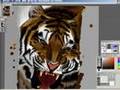 Tiger - Digital Drawing in OpenCanvas