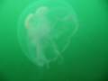 Meduusa