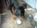 Dobermann Evi du Clos des Grognards