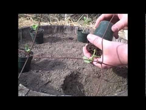 how to grow sugar snap peas uk