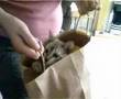Indiana-the-Bengal-Cat---In-a-bag