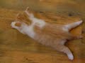 cat dance cat dance