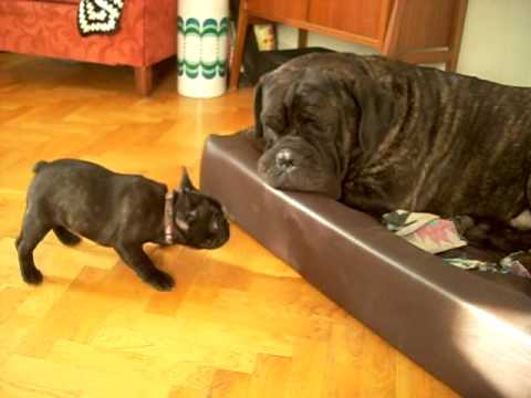 cane corso