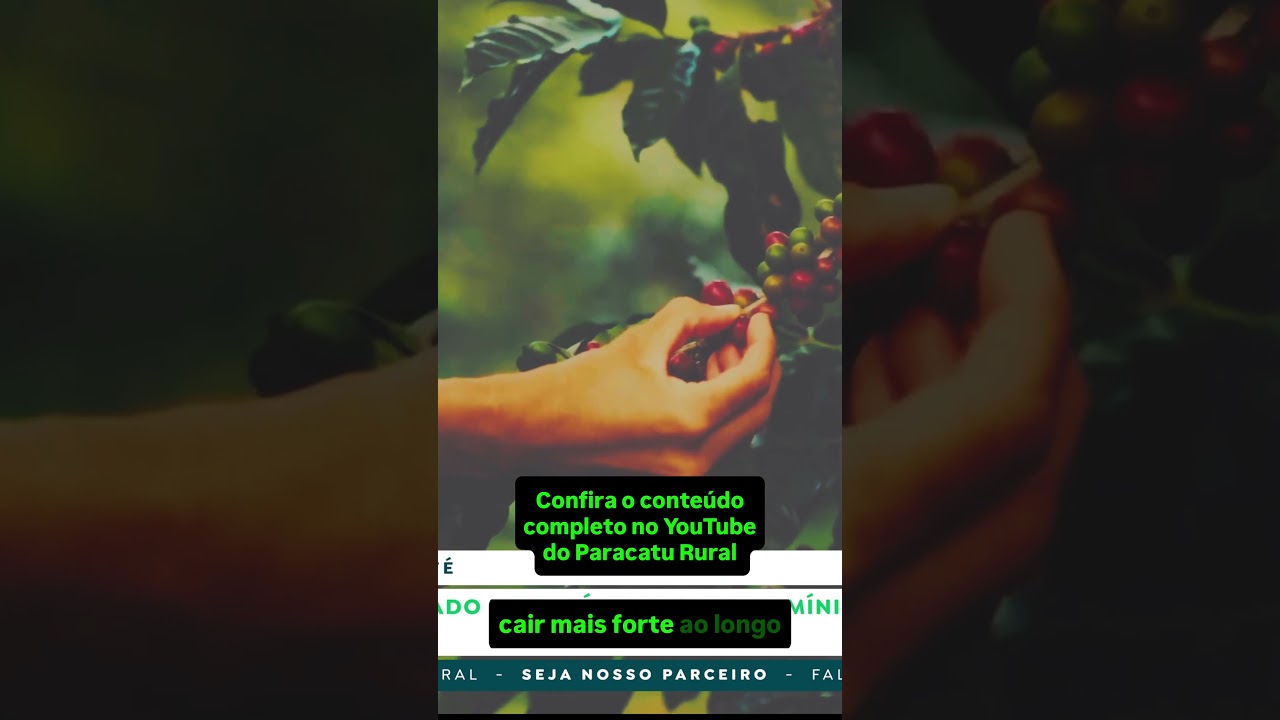 Preço do Café Vai Cair Mais? Estoques em Mínima Histórica vs. Enxurrada de Exportações.
