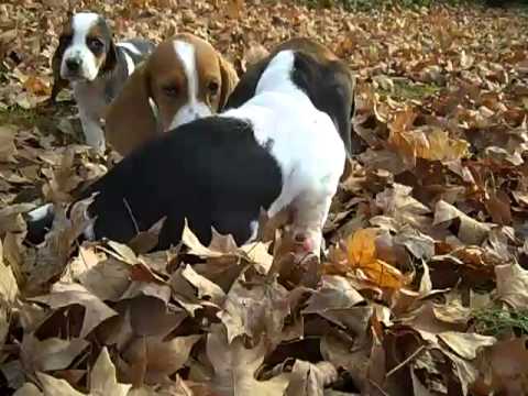 Female Basset Hound Puppy Tri Color 3