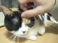 Beckoning Cat