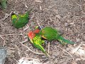 Birds playing at the zoo
