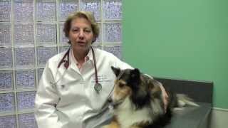 Itchy Skin with Dr Susan Coe - Animal Medical Hospital, Charlotte