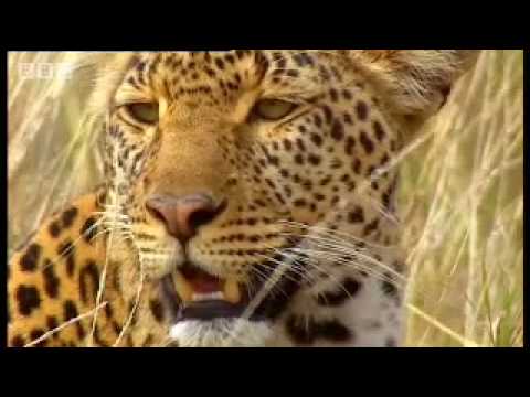 Leopard