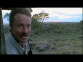 Leopard hunts for cubs - BBC wildlife