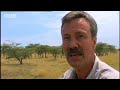 Leopard hunts for cubs - BBC wildlife