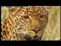 Leopard hunts for cubs - BBC wildlife