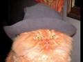 lolcats