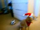 Girasol XMAS