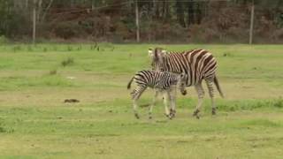 New zebra foal at Mogo Zoo
