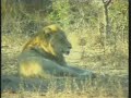 Male Lion