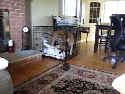 Blue vs. Stimpy Cage Match