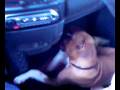 videos de a Sven non piace l'aria calda dei piedi...