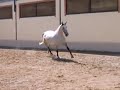 Pura Raza Española
