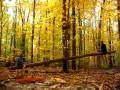 videos de Natures Teeter Totter