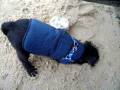 Bobbie digs on the beach