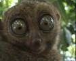 Lemur big eyes