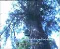 tai lue music from shibsongpanna