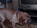 MOV02458.MPG