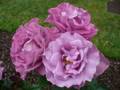 videos de Easy Green Living Visit To Parnell Festival Of Roses