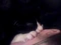 this little kittens 3 months old and still loves going to sleep sucking on it's owners ear lol