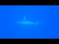 Jackson Reef Barra (Egitto)