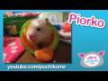 Chow Down! : Ultra Kawaii - free flv video @ vwatch.tv