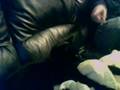 my cat