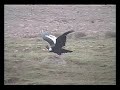 Condor de los Andes en Farellones