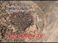 [E,F] Truffle hunting - the black diamond
