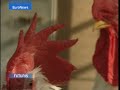 EuroNews - SP - futuris: El virus de la gripe aviar H5N1...
