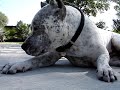 pit bull Sharky & chick pit bull Sharky & chick