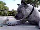 pit bull Sharky & chick
