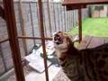Zeus-Chattering