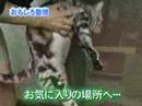 Watch 'Gato japones que se levanta de pie'