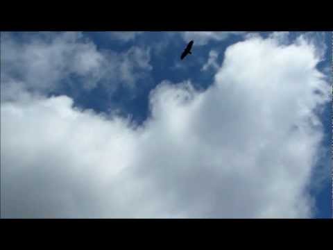 Starved Rock State Park on The Illinois River Birding
