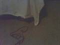 My kitten Gaara gets offencive