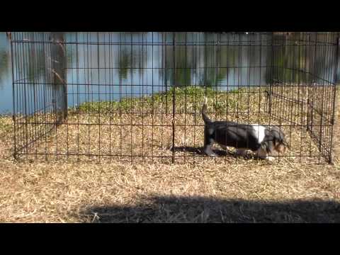 Perenelle - Blue, Tan. and White Female Basset